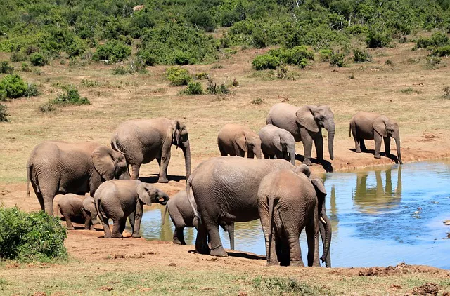 Safari Sudáfrica