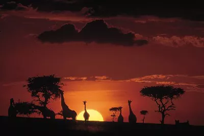 Parque nacional Masai Mara al atardecer