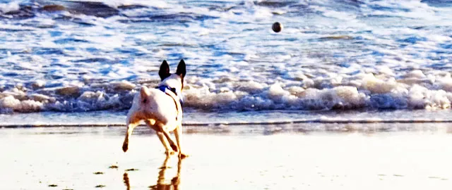 playa para perros