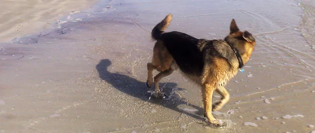 playas admiten perros