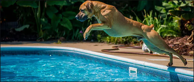 piscinas para perros madrid