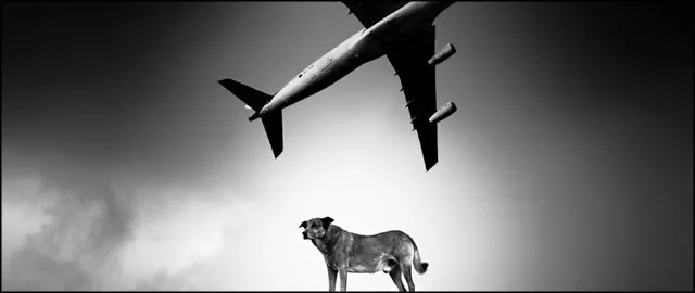 viajar con perro avion
