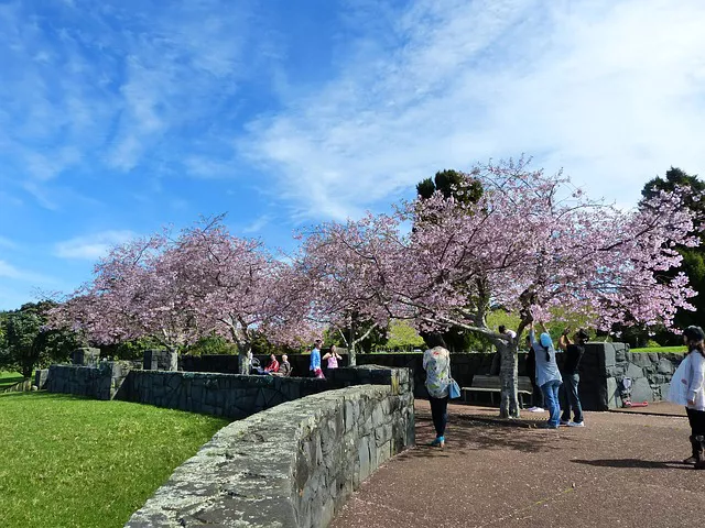 Sakura en los Cerezos de Japón