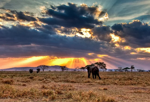 Viaje a ver Elefantes en Tanzania