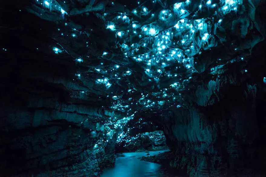 Cuevas Glowworms, Nueva Zelanda