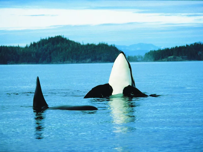 Ver ballenas en Canadá