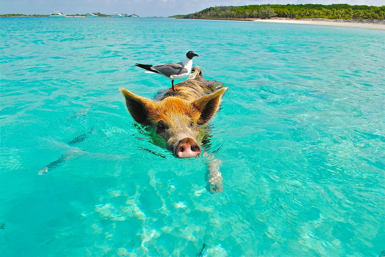 Piscina con cerdos Bahamas