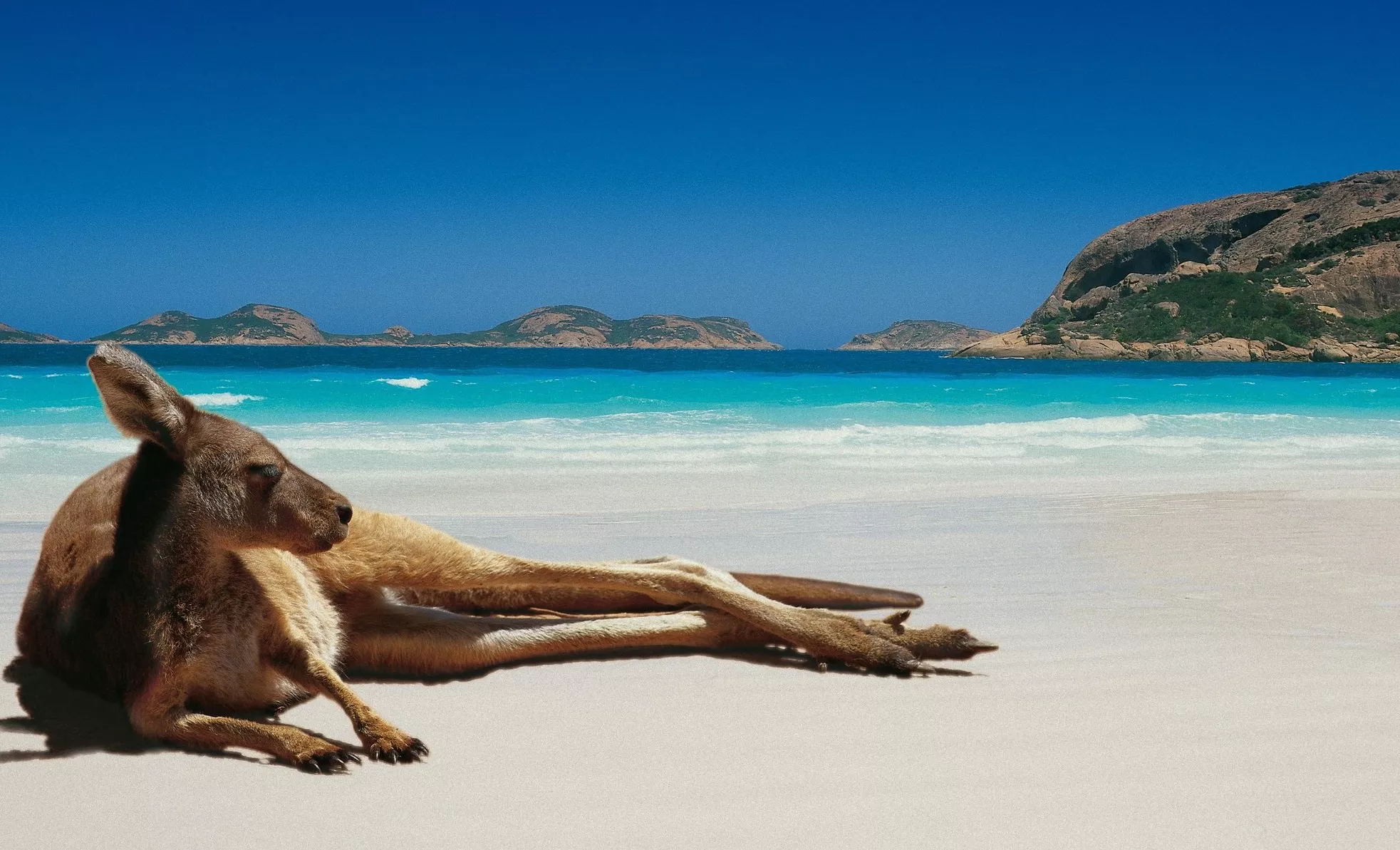 El motivo para viajar a Australia: Animales