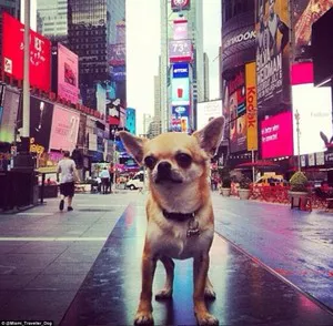 Perro Chihuahua turista en Nueva York
