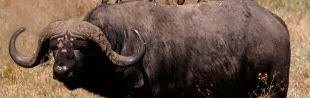 Búfalo en la sabana africana