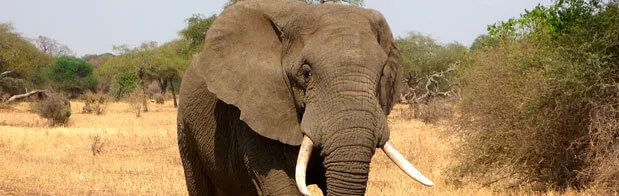 El gran elefante en su habitat natural en Kenia