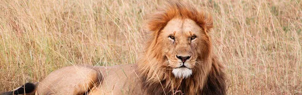 El rey de la selva en africa. Hermoso león