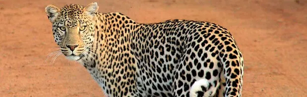 Leopardo en las tierras africanas de Kenia