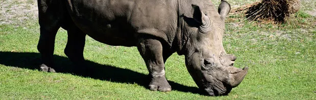 el rinoceronte en la sabana africana