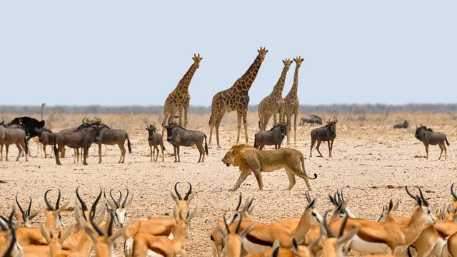 Animales Namibia