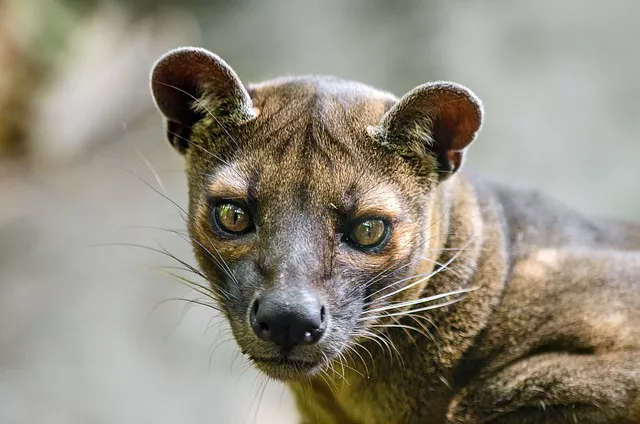 Animales Madagascar fosa