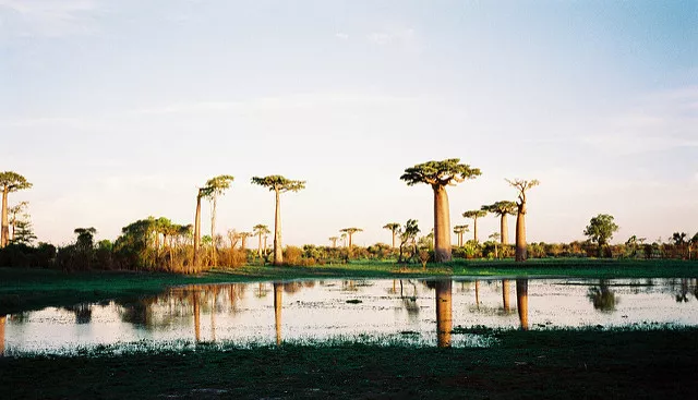 Ruta Madagascar Baobabs