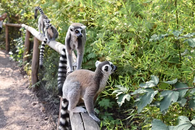 Viajar a Madagascar