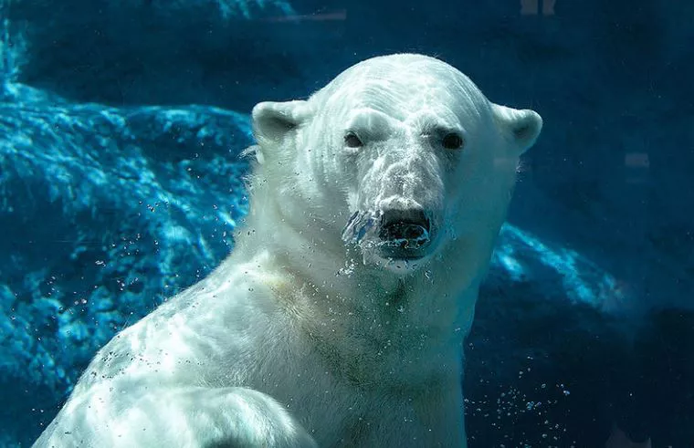 Oso polar nadando