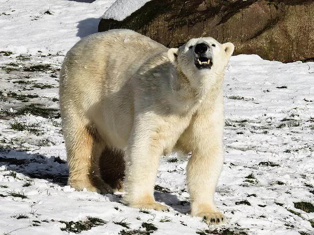 Escoba Viscoso Despedida Donde vive el oso polar | Felices Vacaciones