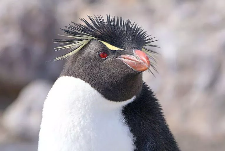 Donde viven los Pingüinos