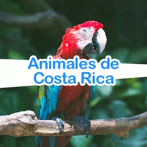 Animales Costa Rica