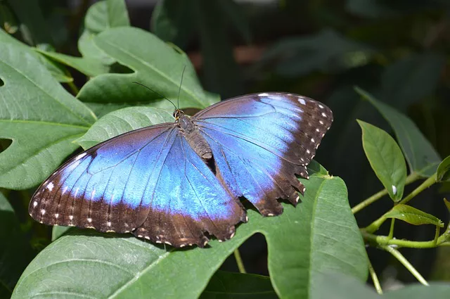 Mariposas Costa Rica