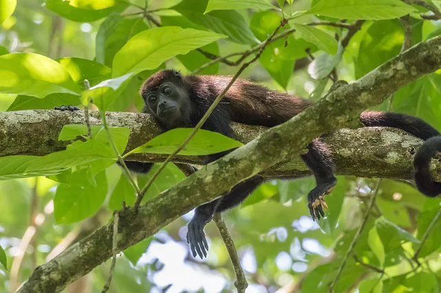 Monos de Costa Rica