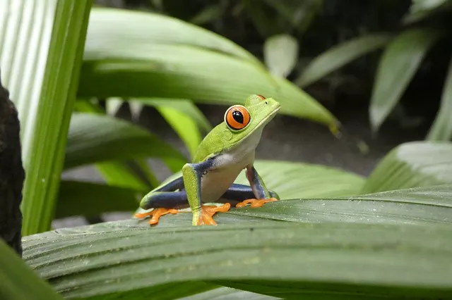 Ranas Costa Rica