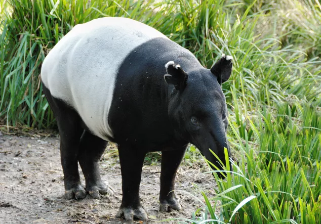 Tapir Costa Rica