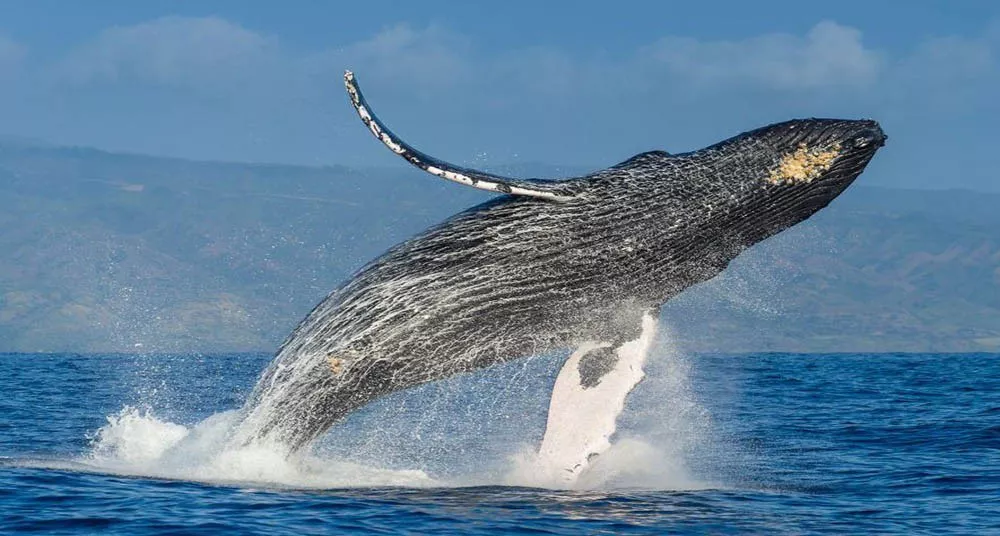 ballenas en samaná