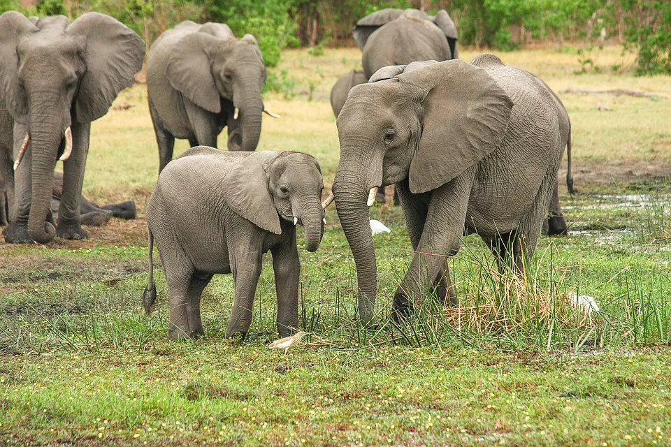 elefantes en Tanzania