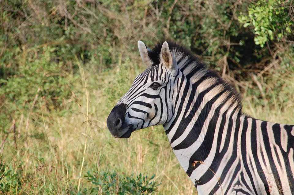 zebra kenia