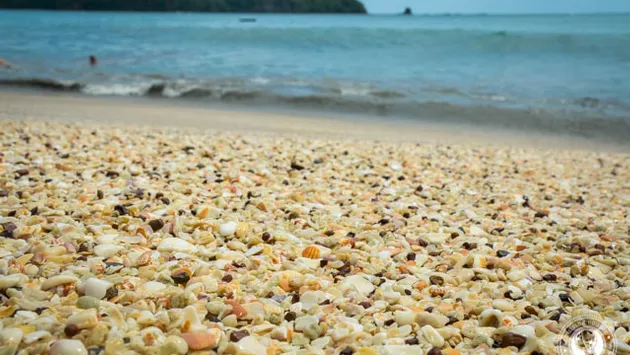 Conchas Playa Conchal