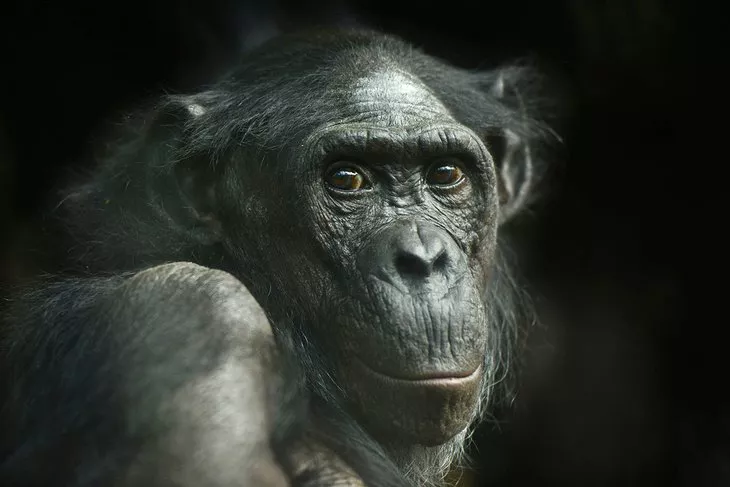 Chimpancé en el zoológico de Frankfurt