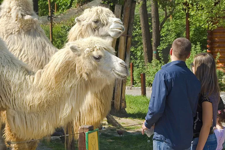 Camellos en el Zoológico de Budapest