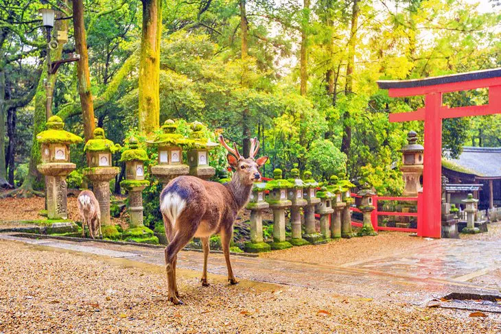 Ciervos salvajes en el Parque de Nara