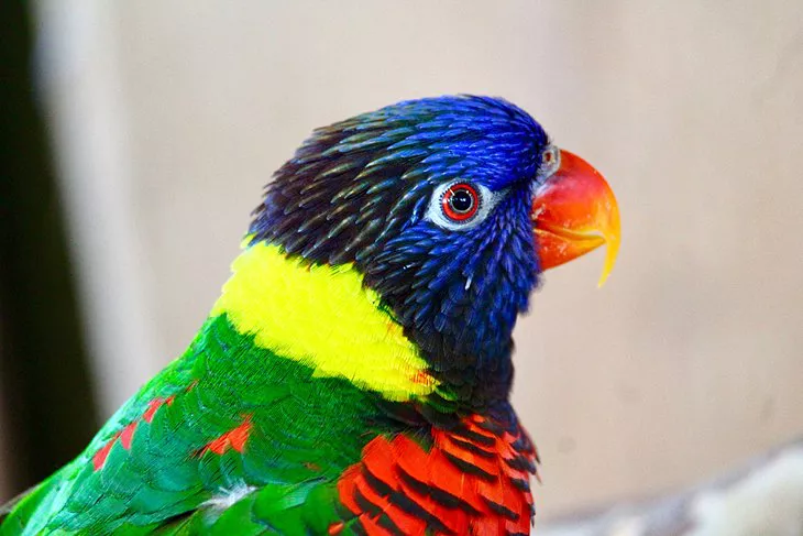 Pájaro colorido en Bird Kingdom