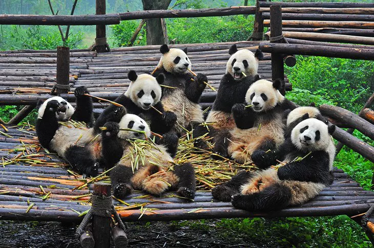 Base de Investigación de la Cría del Panda Gigante de Chengdu