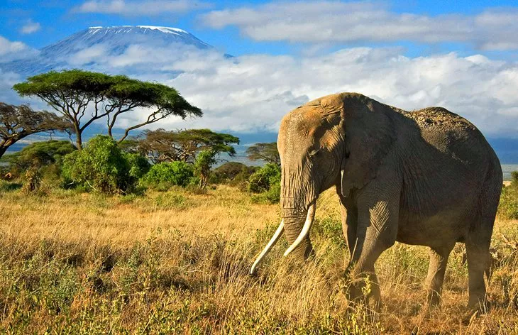 Reserva Nacional de Amboseli