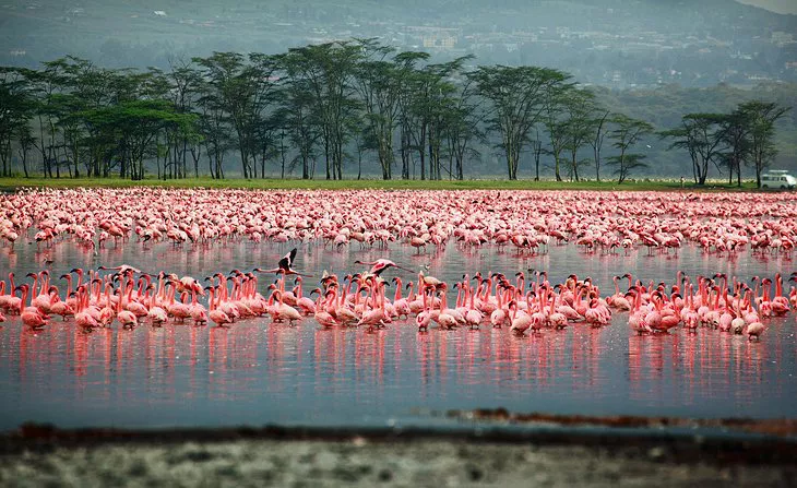 Parque Nacional del Lago Nakuru