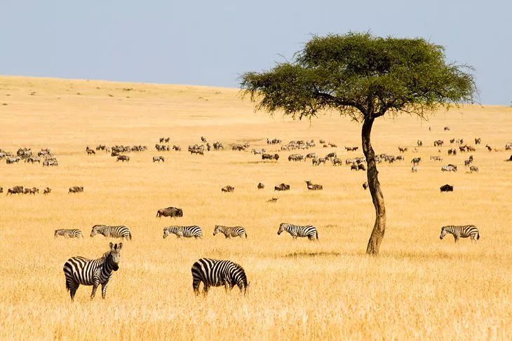 Reserva Nacional de Maasai Mara