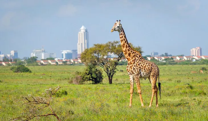 Jirafa en el Parque Nacional de Nairobi
