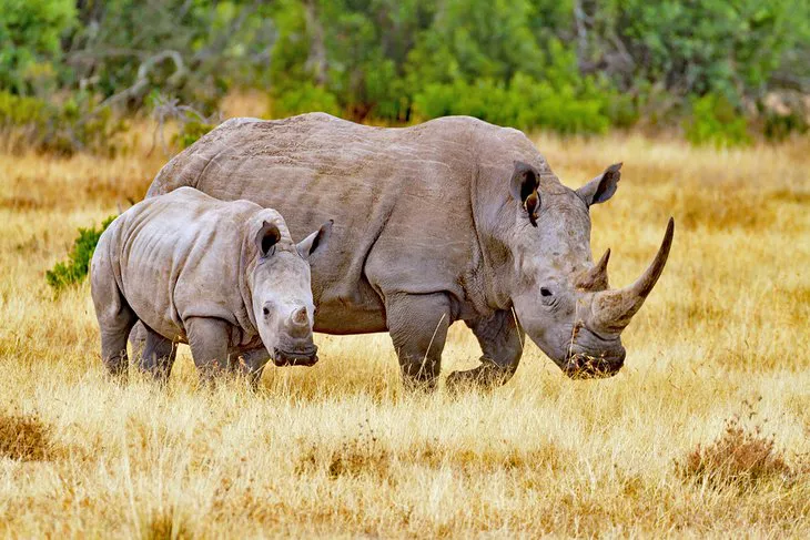 Rinocerontes en Old Pejeta Conservancy