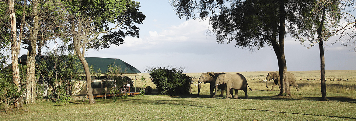 Por qué el turismo de safari es vital para la fauna de Kenia