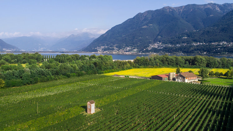 14 catas de vino únicas por Suiza