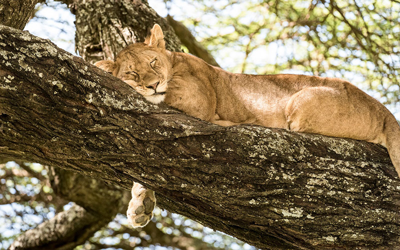 6 cosas salvajes que hacer en un safari por Tanzania