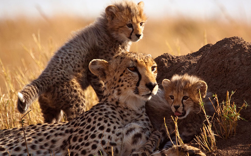 6 cosas salvajes que hacer en un safari por Tanzania