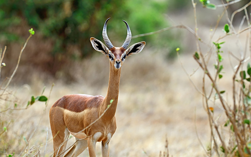 6 de los animales más sorprendentes de Kenia