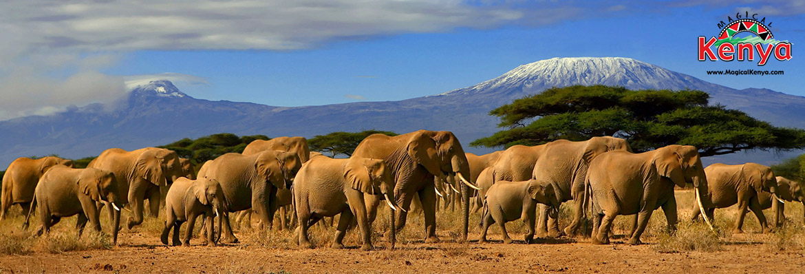 6 animales sorprendentes de Kenia